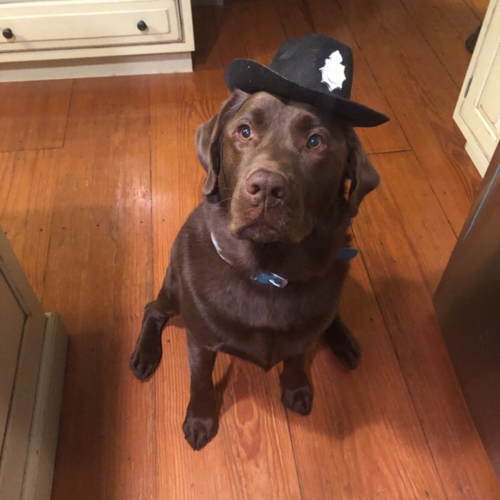 Meet your Posher, Beau